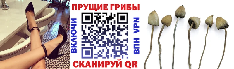 Псилоцибиновые грибы GOLDEN TEACHER  даркнет телеграм  Борзя  kraken онион 